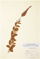 藏品(絨毛繡線菊)的圖片